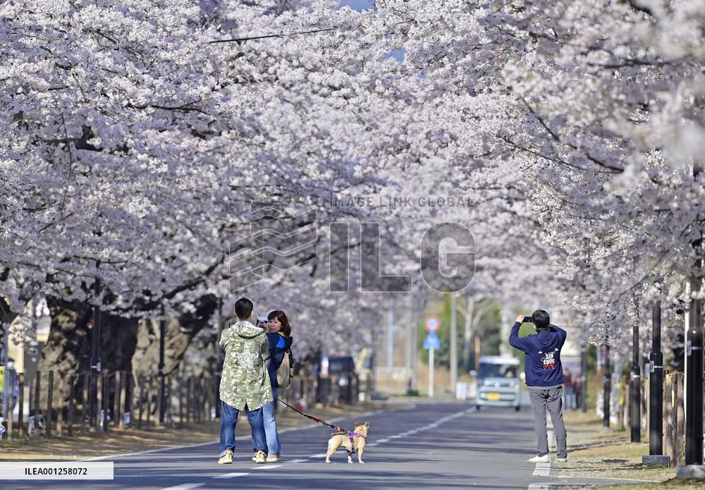 CORRECTED: Cherry blossoms in nuclear disaster-hit Fukushima town