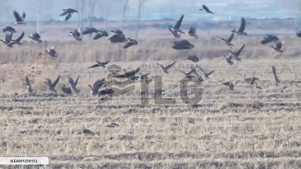 Migratory birds flock to China-Russia border lake