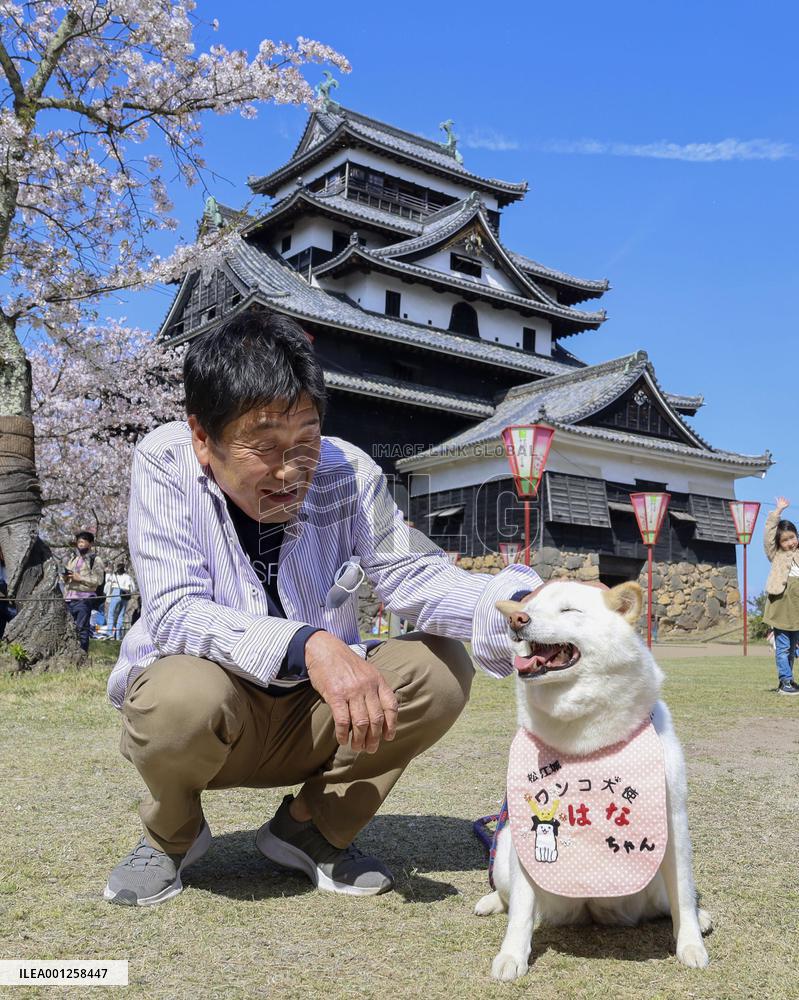 Dog appointed goodwill ambassador for national treasure castle