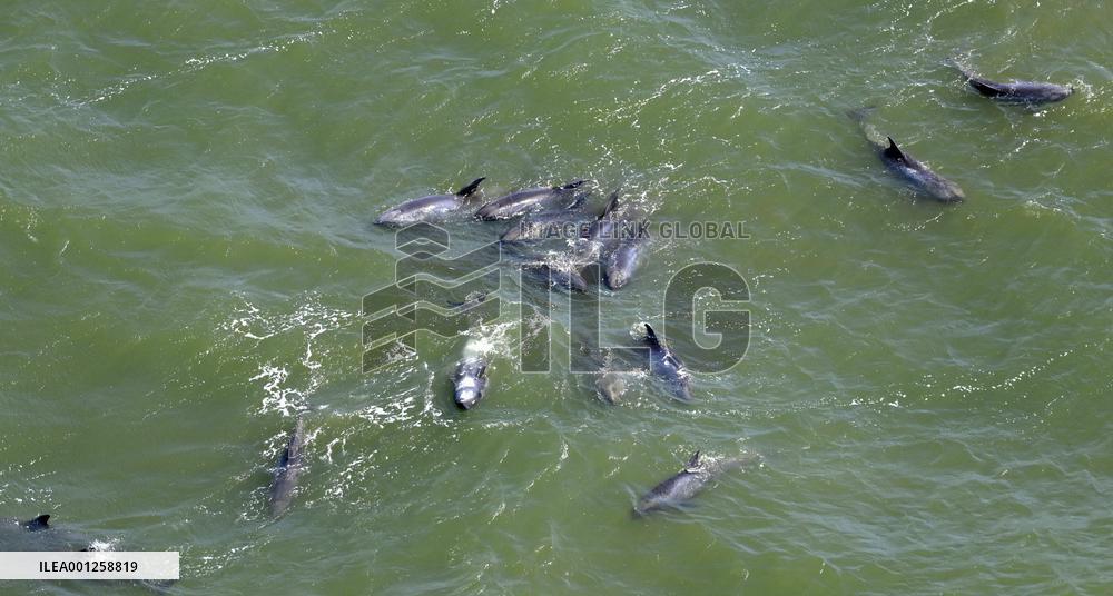 More than 30 dolphins washed up on beach in Chiba Pref.