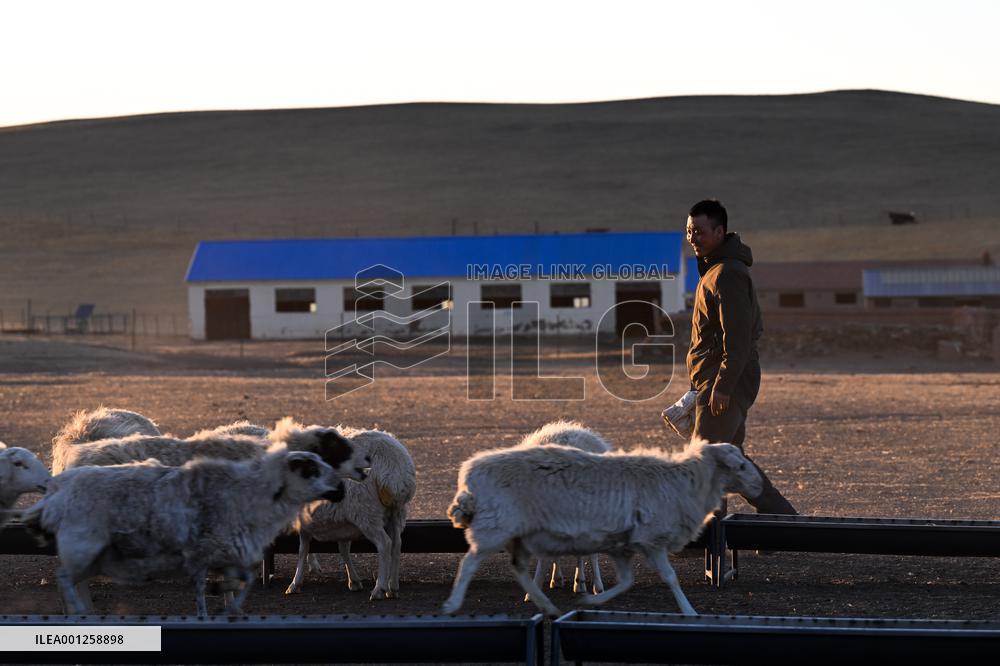 CHINA-INNER MONGOLIA-XILINGOL LEAGUE-ECONOMY-LIVESTOCK(CN)