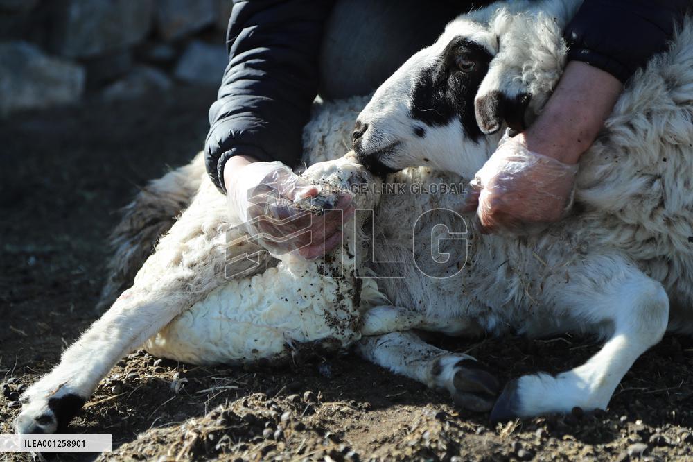 CHINA-INNER MONGOLIA-XILINGOL LEAGUE-ECONOMY-LIVESTOCK(CN)