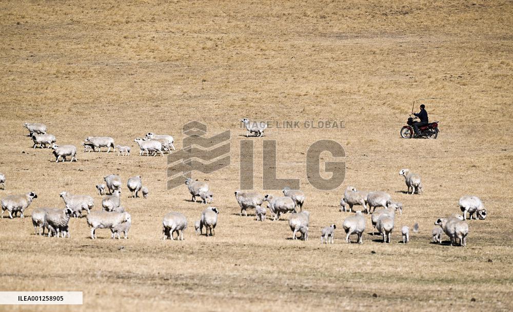 CHINA-INNER MONGOLIA-XILINGOL LEAGUE-ECONOMY-LIVESTOCK(CN)