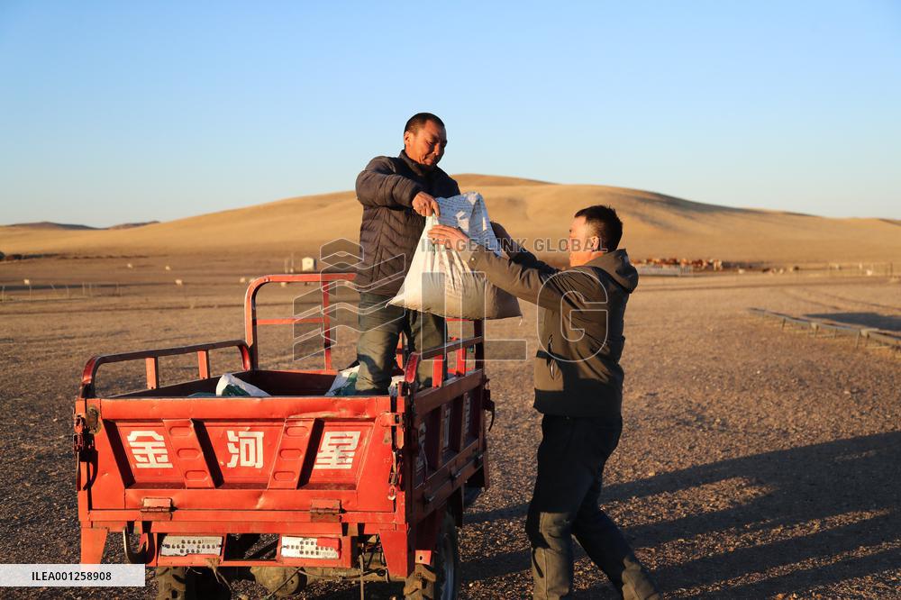 CHINA-INNER MONGOLIA-XILINGOL LEAGUE-ECONOMY-LIVESTOCK(CN)