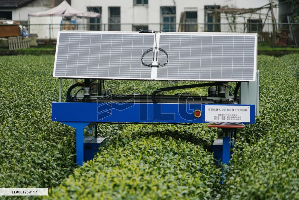 CHINA-ZHEJIANG-HANGZHOU-LONGJING TEA-ROBOT (CN)