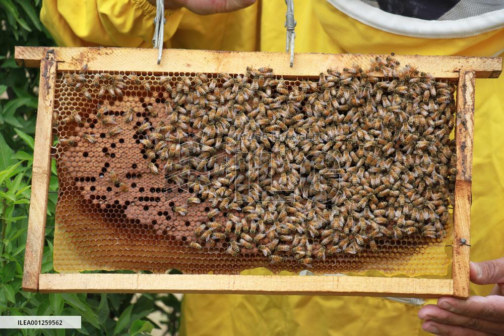 AFGHANISTAN-BALKH-BEEKEEPERS
