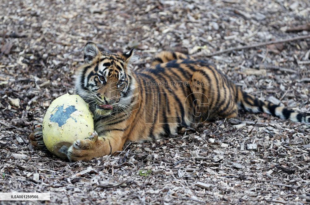 BRITAIN-LONDON-ZOO-EASTER-EGGS