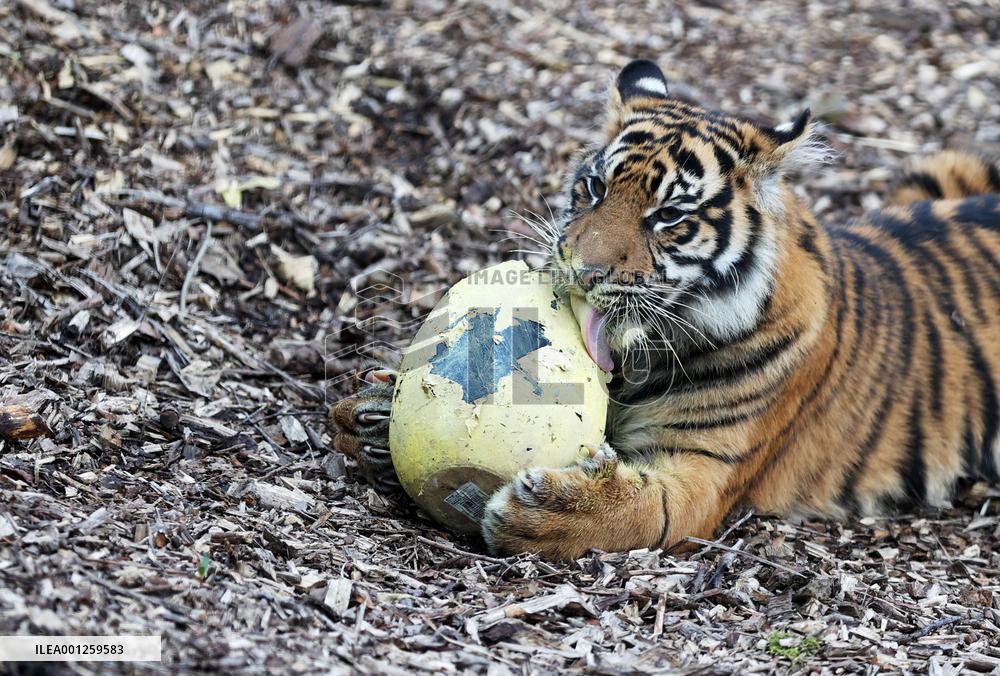 BRITAIN-LONDON-ZOO-EASTER-EGGS