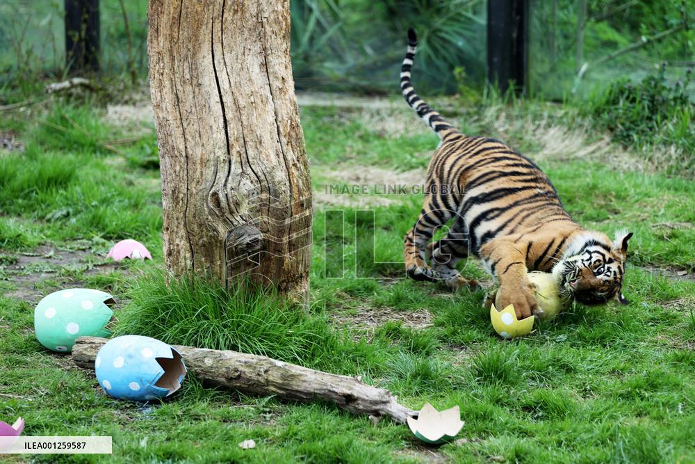 BRITAIN-LONDON-ZOO-EASTER-EGGS