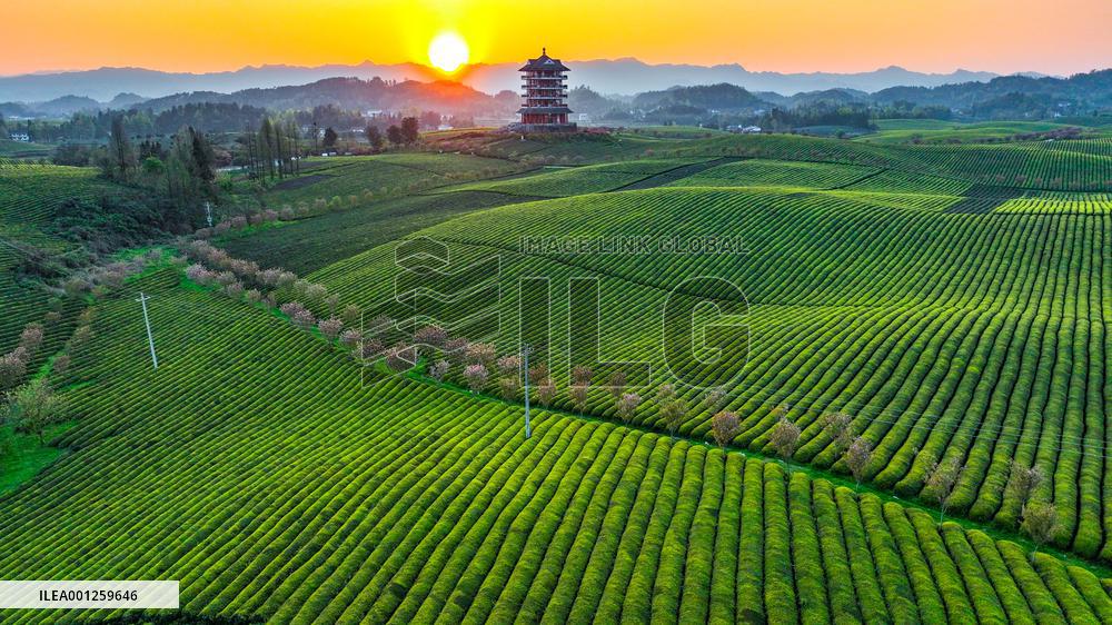 CHINA-GUIZHOU-TEA INDUSTRY (CN)