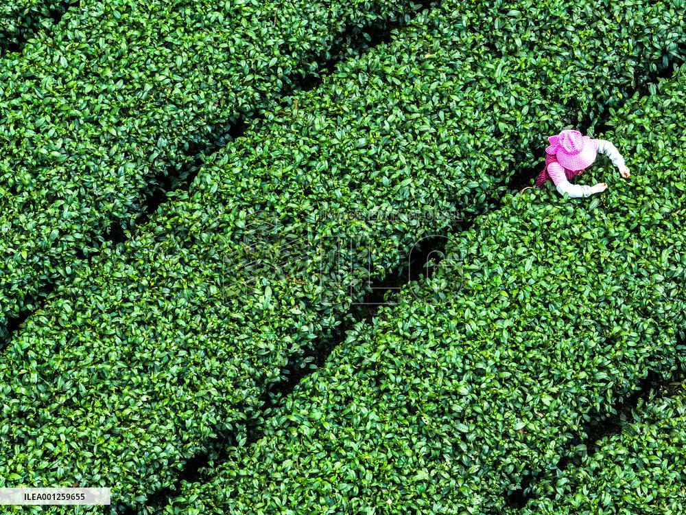 CHINA-GUIZHOU-TEA INDUSTRY (CN)