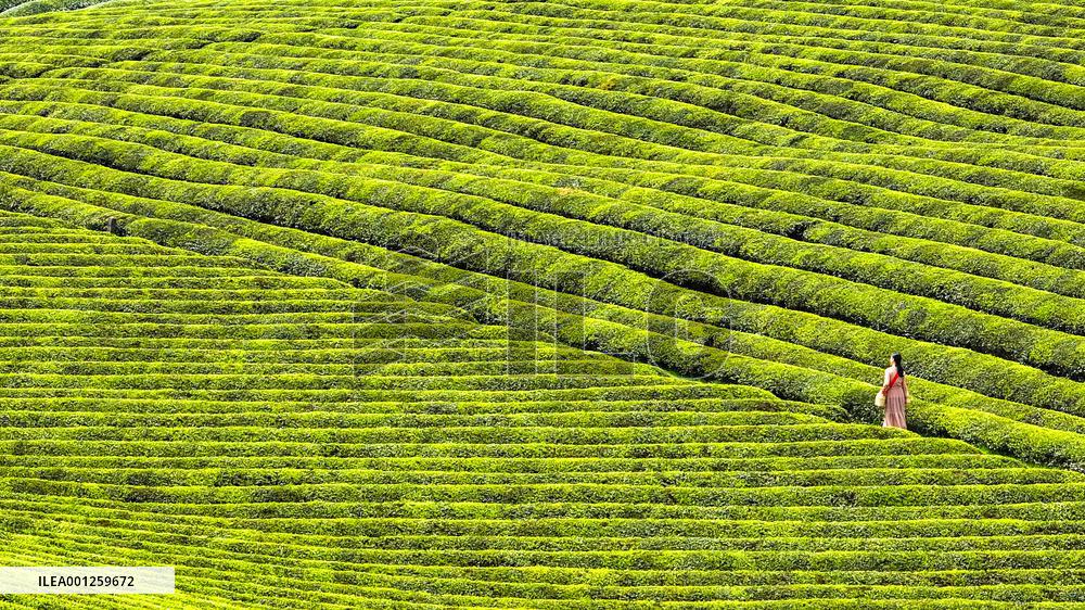 CHINA-GUIZHOU-TEA INDUSTRY (CN)