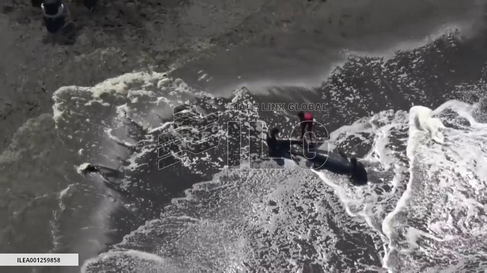 More than 30 dolphins washed up on beach in Chiba Pref.