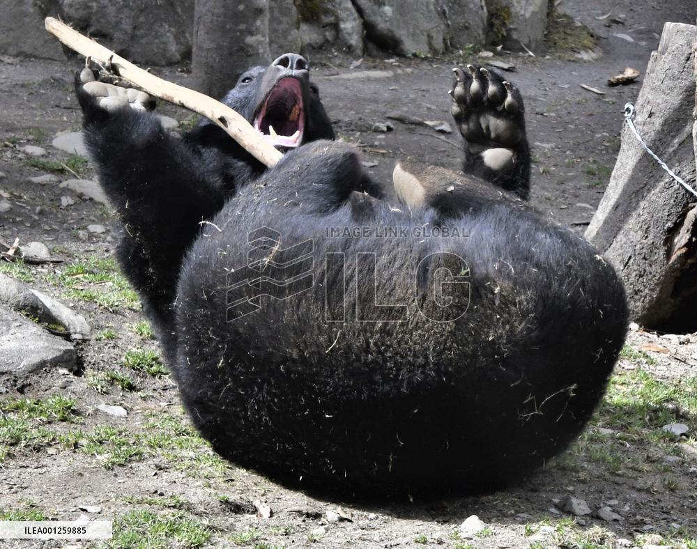 Asian black bear