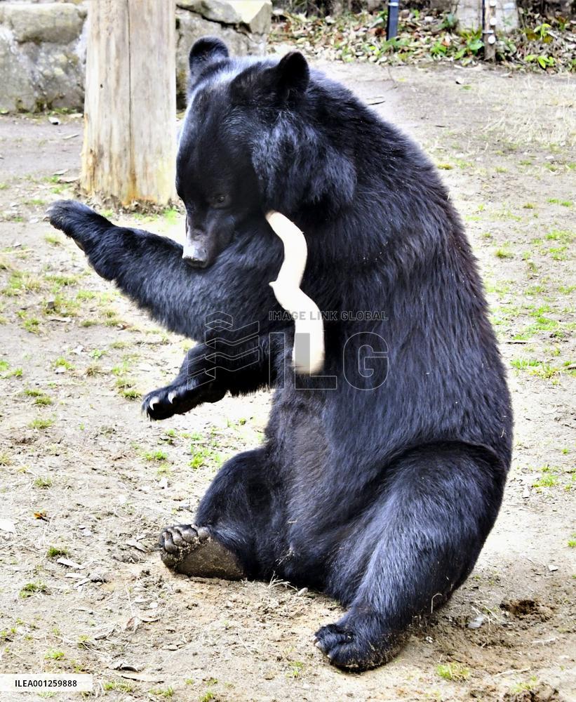 Asian black bear
