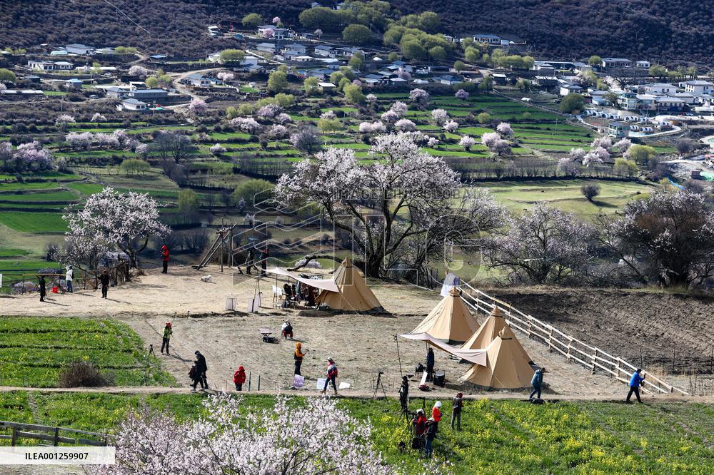 CHINA-TIBET-NYINGCHI-PEACH BLOSSOMS (CN)