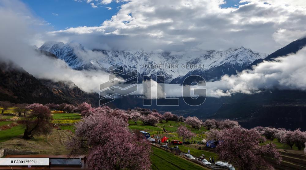 CHINA-TIBET-NYINGCHI-PEACH BLOSSOMS (CN)