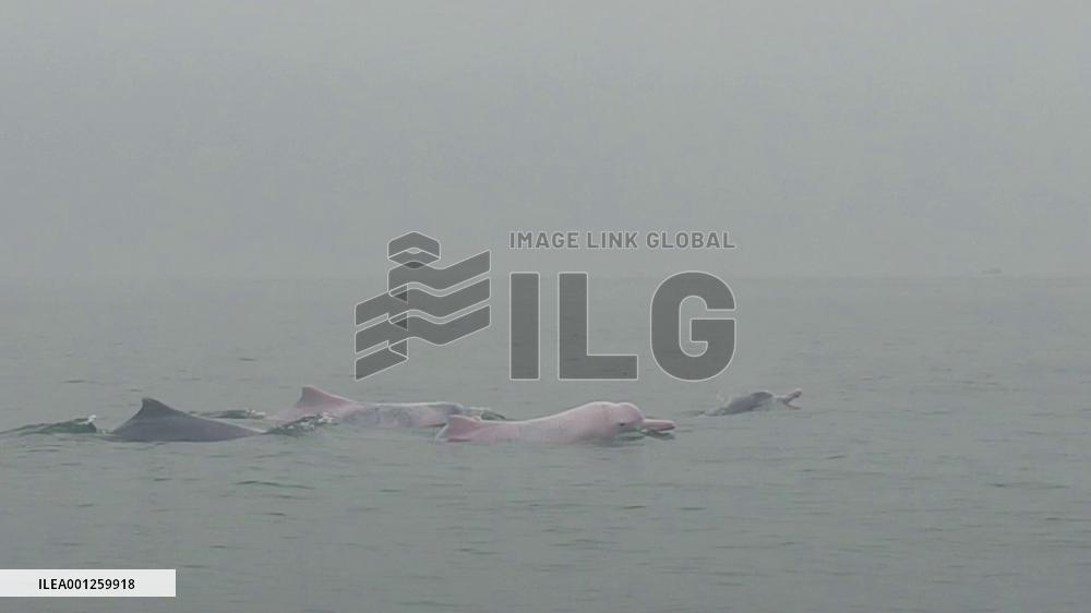 Chinese white dolphins spotted in south China's Guangxi