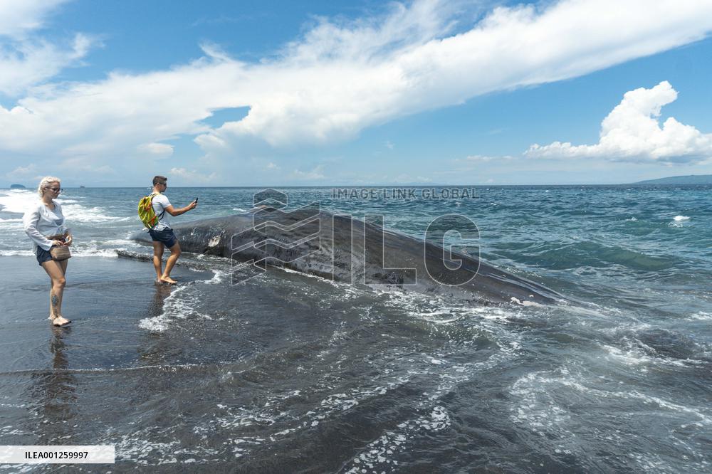 INDONESIA-BALI-STRANDED SPERM WHALE