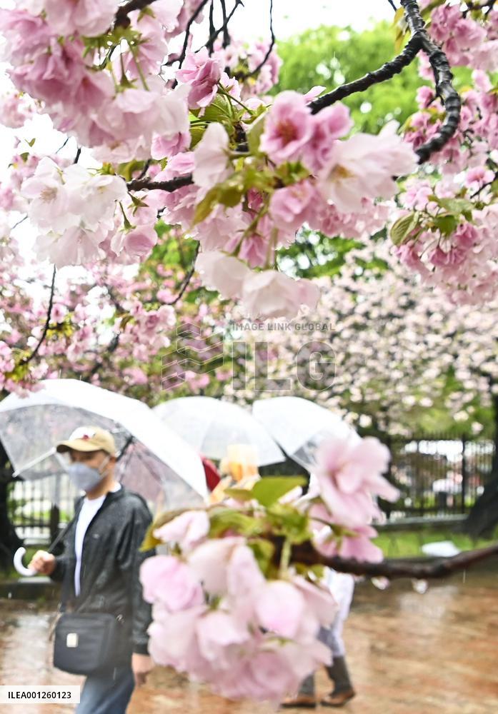 Cherry blossom viewing in Osaka