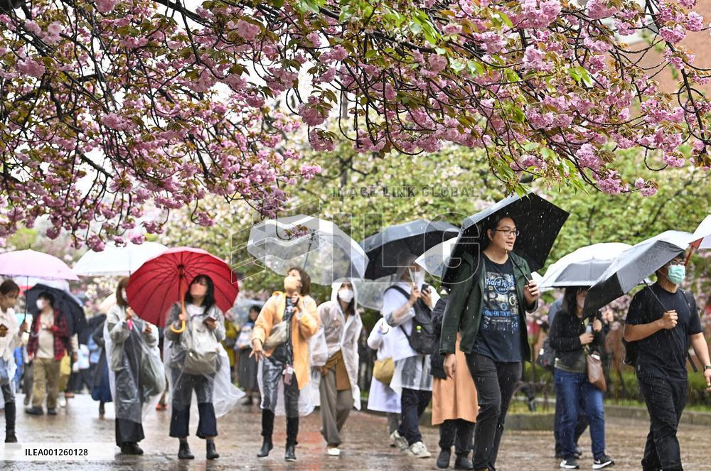 Cherry blossom viewing in Osaka