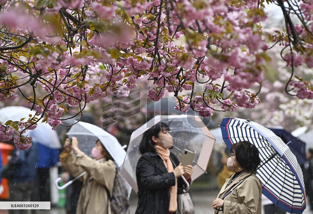 Cherry blossom viewing in Osaka