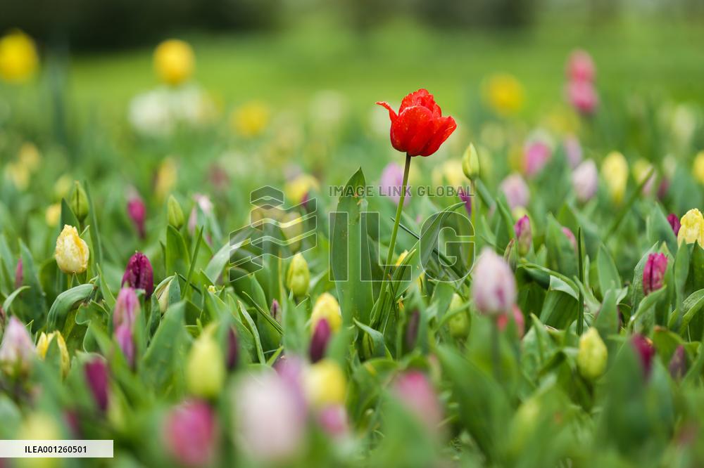 BELGIUM-DILBEEK-FLOWER EXHIBITION
