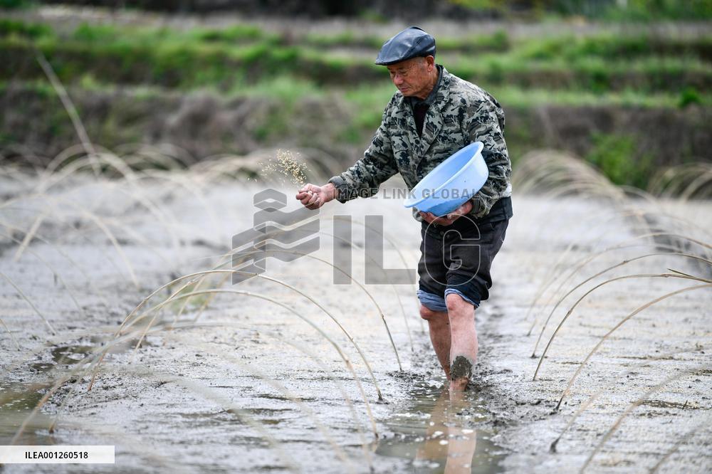 CHINA-GUIZHOU-CENGONG-HYBRID RICE PRODUCTION (CN)
