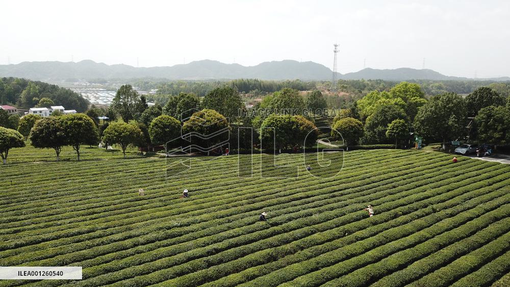 CHINA-HUNAN-CHANGSHA-TEA-TOURISM (CN)