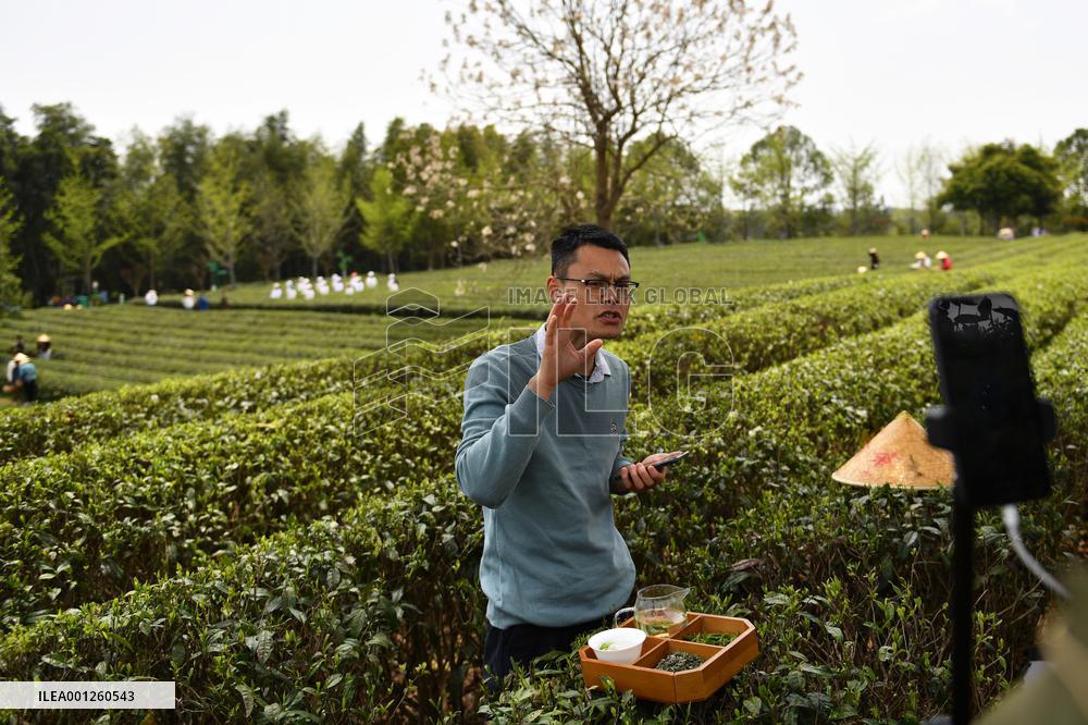 CHINA-HUNAN-CHANGSHA-TEA-TOURISM (CN)