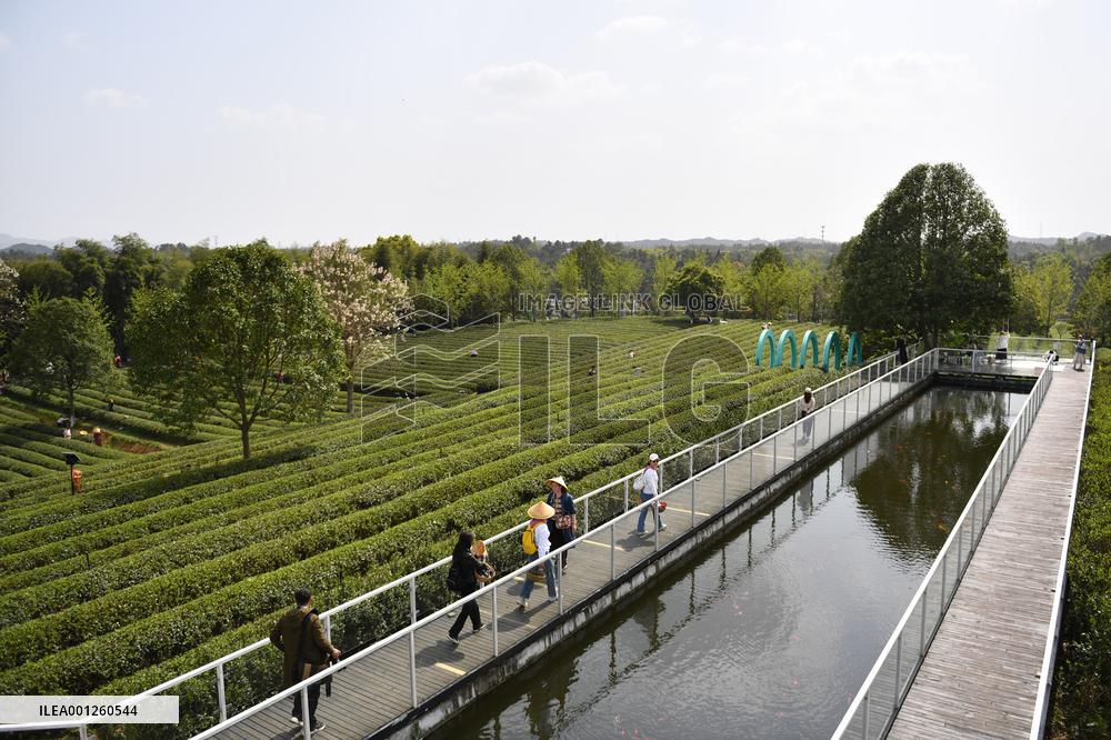 CHINA-HUNAN-CHANGSHA-TEA-TOURISM (CN)