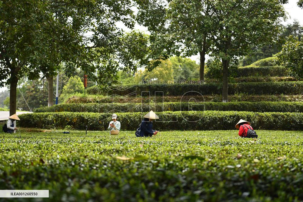 CHINA-HUNAN-CHANGSHA-TEA-TOURISM (CN)