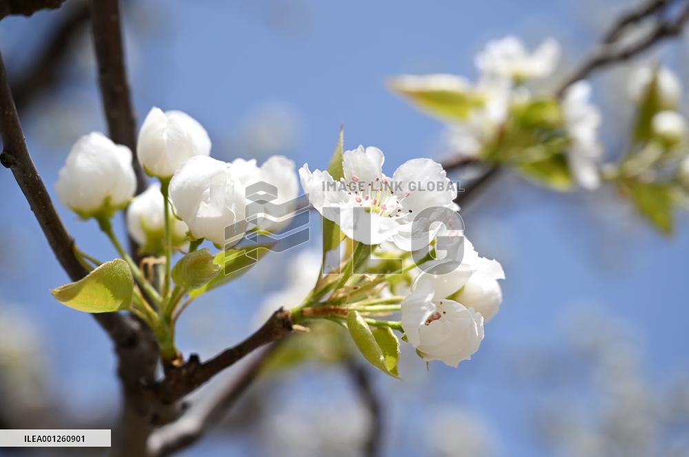 CHINA-TIANJIN-PEAR BLOSSOM-TOURISM(CN)