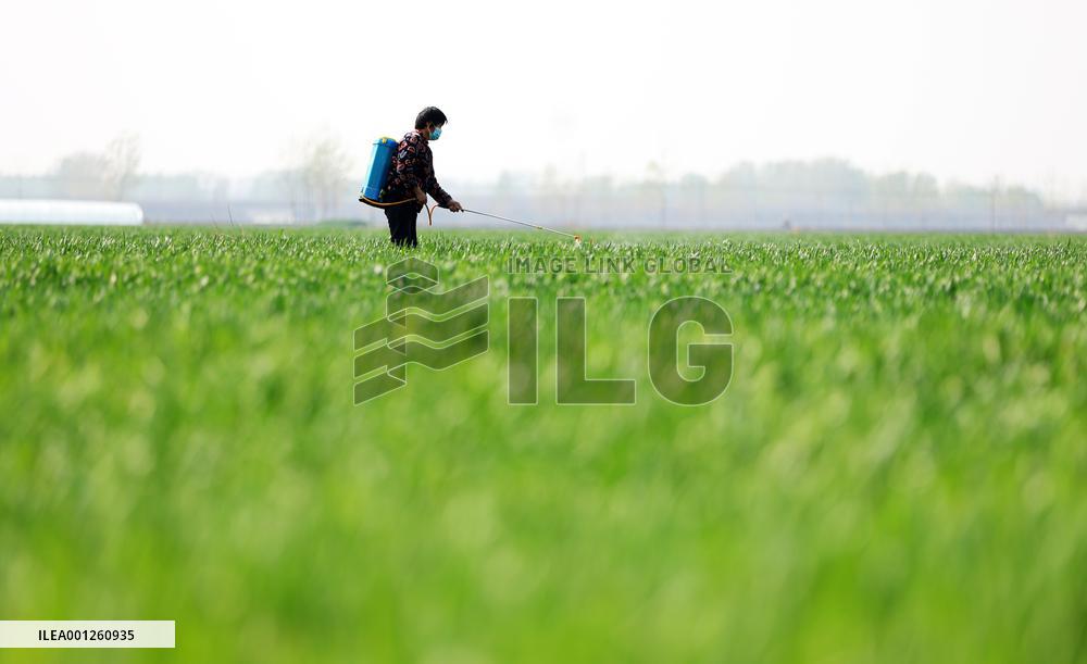 #CHINA-SPRING-FARMING (CN)