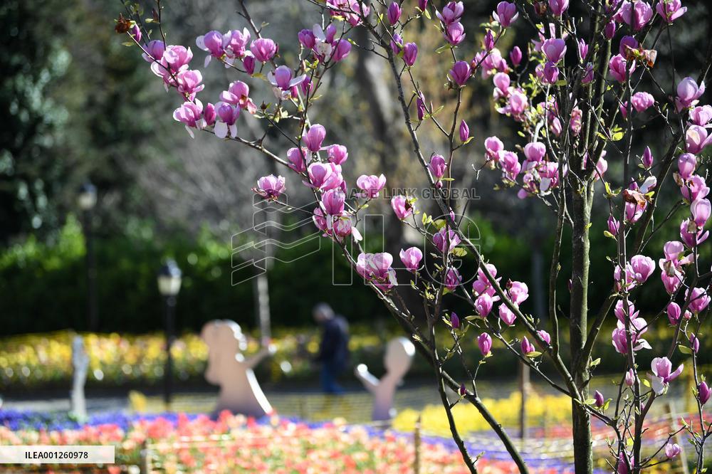 TÜRKIYE-ISTANBUL-BLOOMING FLOWERS