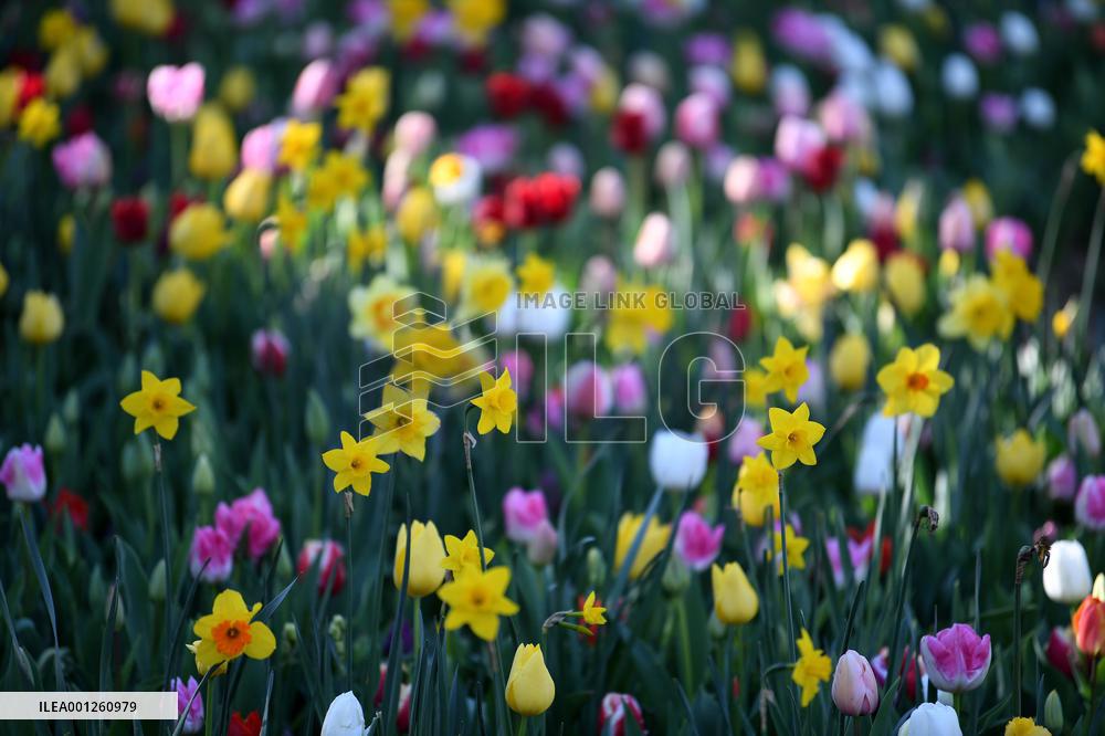 TÜRKIYE-ISTANBUL-BLOOMING FLOWERS