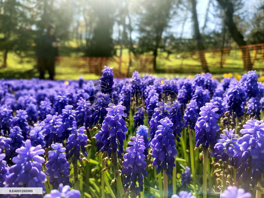 TÜRKIYE-ISTANBUL-BLOOMING FLOWERS