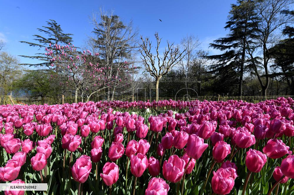 TÜRKIYE-ISTANBUL-BLOOMING FLOWERS