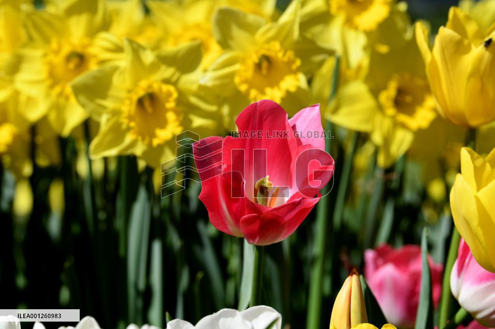 TÜRKIYE-ISTANBUL-BLOOMING FLOWERS