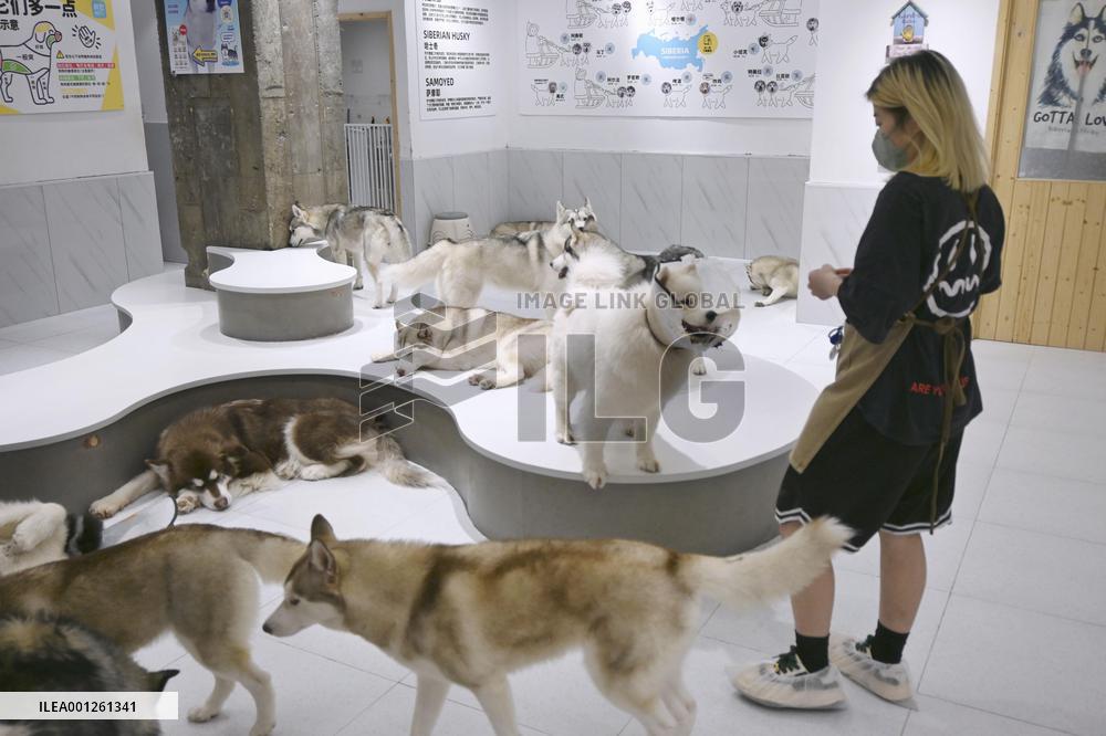 China's booming pet market