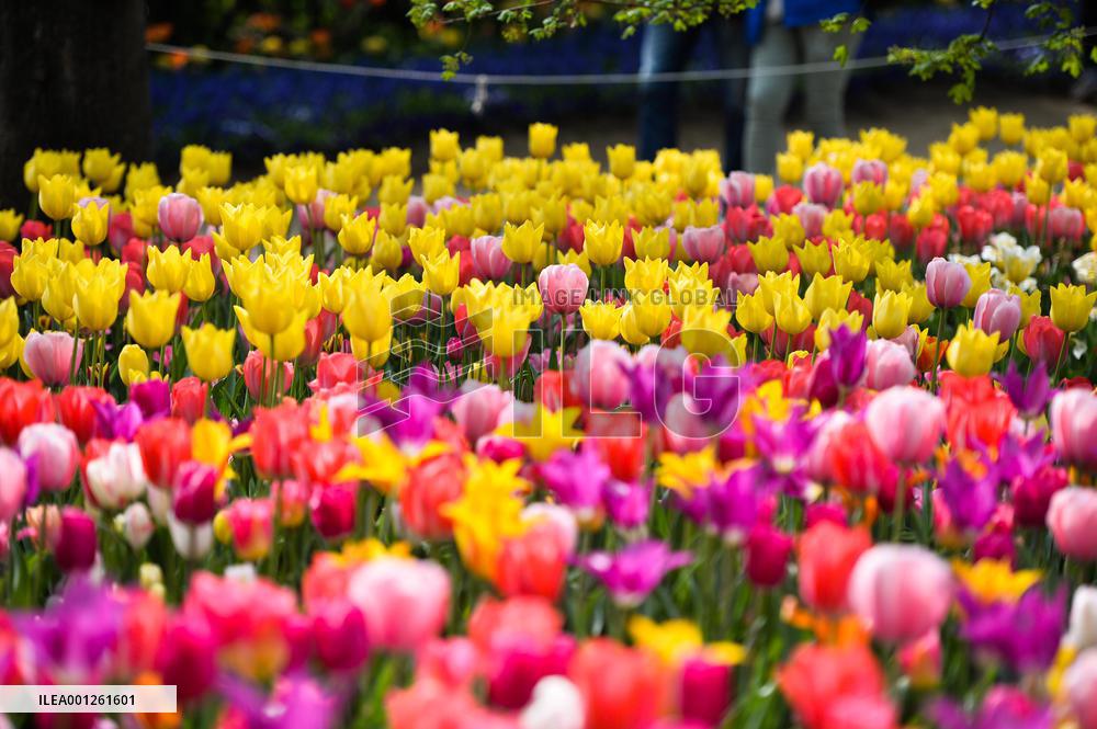 ITALY-PRALORMO-TULIPS