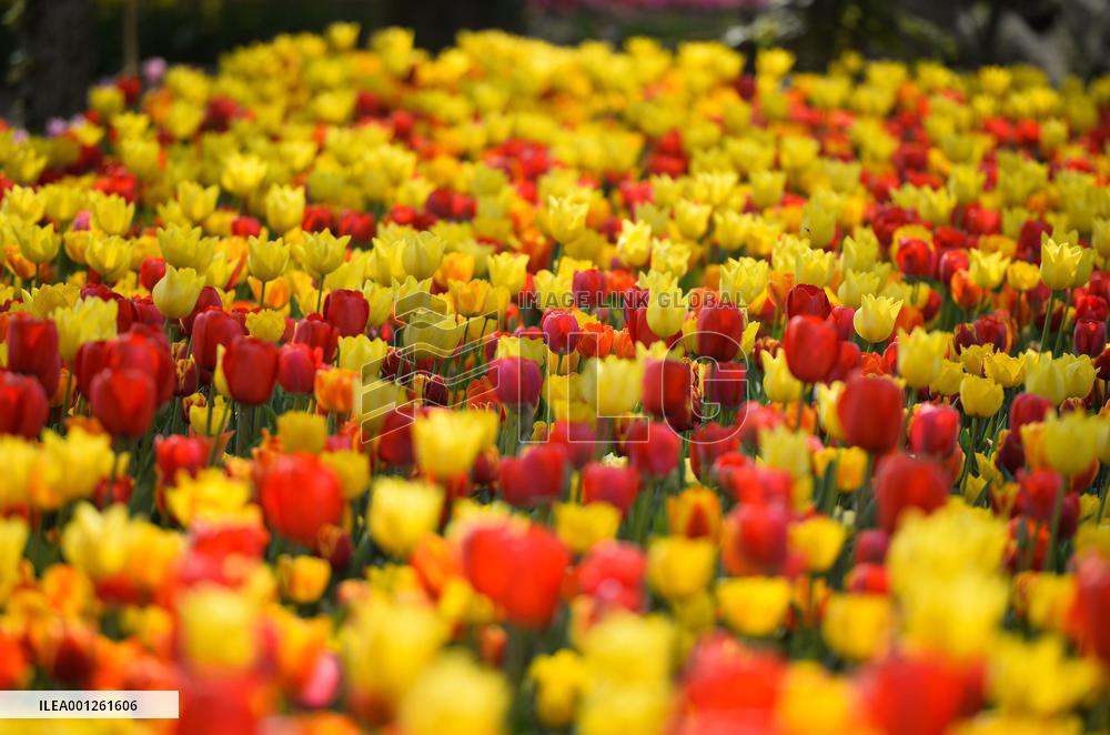 ITALY-PRALORMO-TULIPS