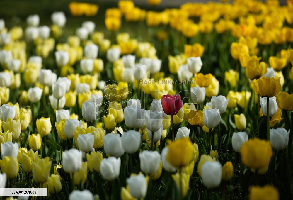 ITALY-PRALORMO-TULIPS