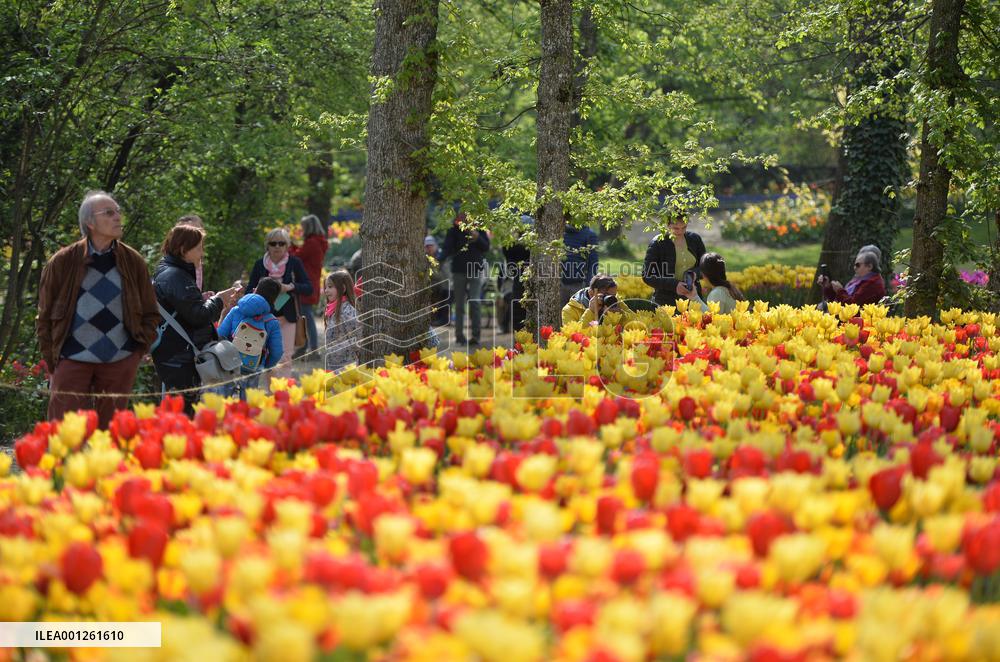 ITALY-PRALORMO-TULIPS