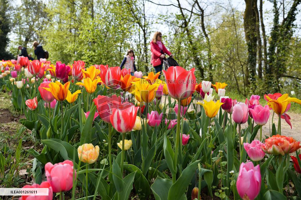 ITALY-PRALORMO-TULIPS