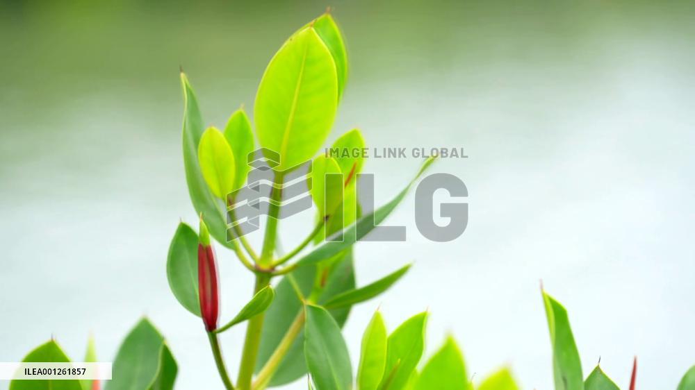 Xi Jinping visits mangrove forests in China's Guangdong