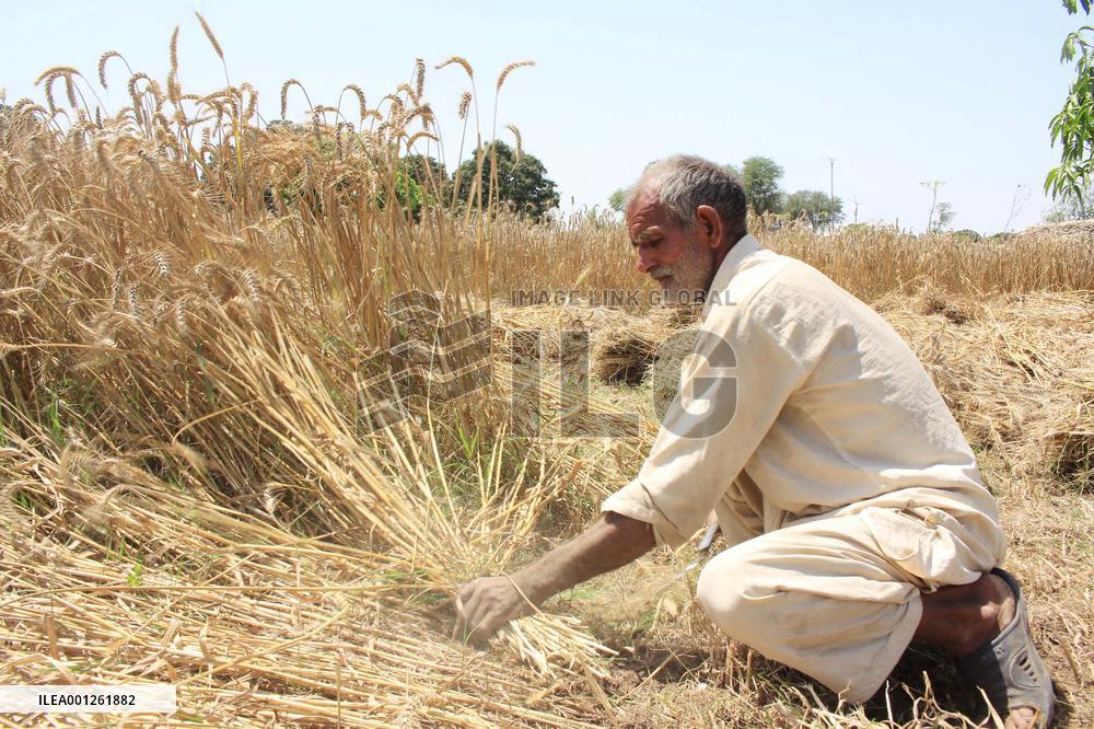 PAKISTAN-MULTAN-WHEAT-HARVEST