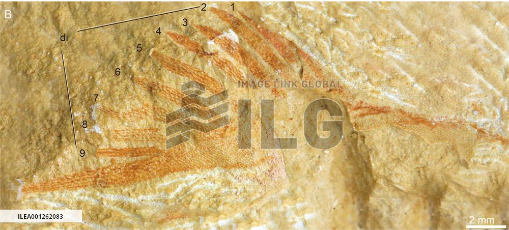 CHINA-FOSSILIZED GALEASPID SPECIES-DISCOVERY (CN)