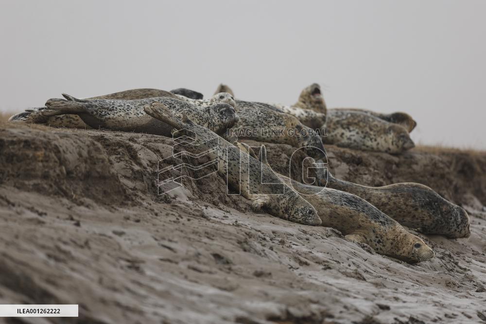 CHINA-LIAONING-PANJIN-SPOTTED SEAL (CN)