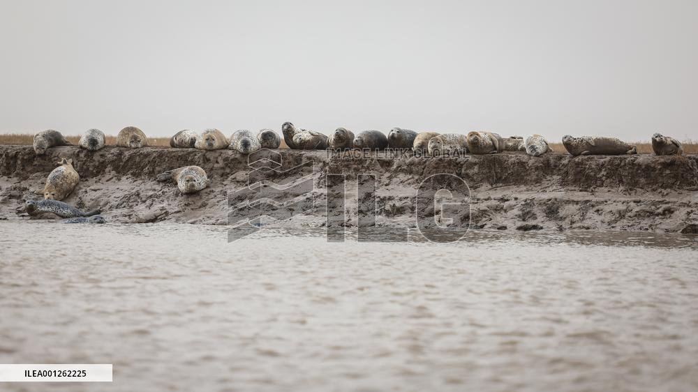 CHINA-LIAONING-PANJIN-SPOTTED SEAL (CN)